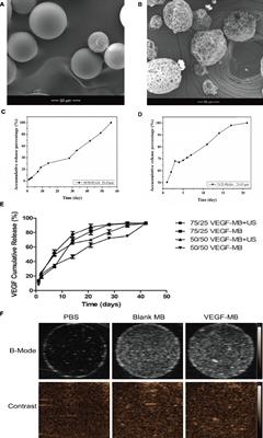 Controlled in vivo Bone Formation and Vascularization Using Ultrasound-Triggered Release of Recombinant Vascular Endothelial Growth Factor From Poly(D,L-lactic-co-glycolicacid) Microbubbles